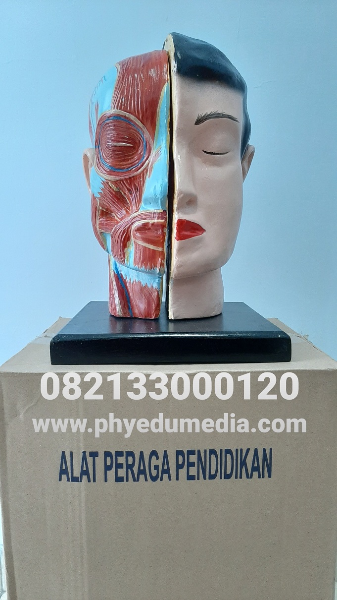 Alat Peraga Biologi